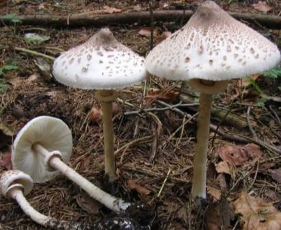  -  Macrolepiota mastoidea 